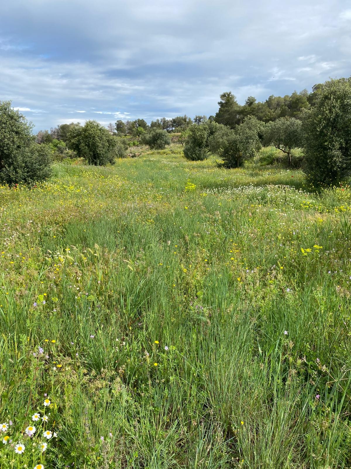 Les Garrigues